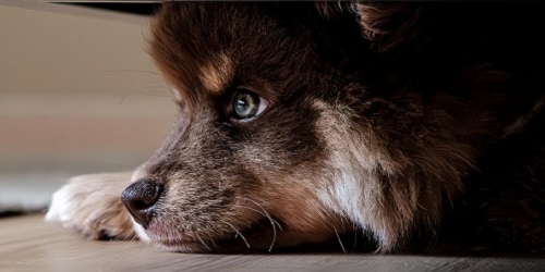 Urlaubsangebote für Urlaub mit dem Hund (Haustier)